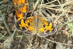 Phyciodes cocyta PP 01 by Cephas. Used under a CC BY-SA 4.0 license.