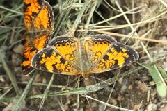 Phyciodes cocyta PP 02 by Cephas. Used under a CC BY-SA 4.0 license.