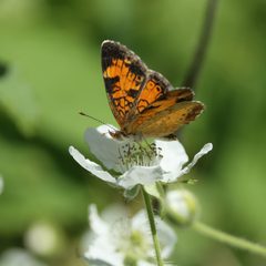 Phyciodes cocyta PP 04 by Cephas. Used under a CC BY-SA 4.0 license.