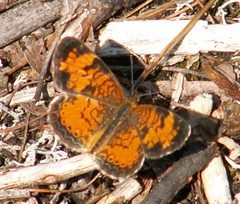 Schmetterling 1 db by wikipedia. Used under a Public domain license.