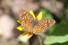 Phyciodes graphica 1 by Anne Toal from US. Used under a CC BY 2.0 license.