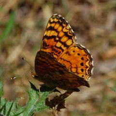 Phyciodes mylitta-1 by Eugene Zelenko. Used under a CC BY-SA 4.0 license.