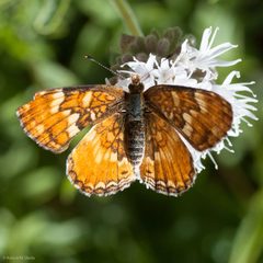 Phyciodes orseis by Ken-ichi Ueda. Used under a CC BY 4.0 license.