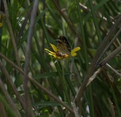 Phyciodes phaon P1210113a by 
xpda. Used under a CC BY-SA 4.0 license.