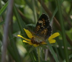 Phyciodes phaon P1210114a by 
xpda. Used under a CC BY-SA 4.0 license.