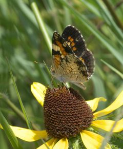 Phyciodes phaon P1210117a by 
xpda. Used under a CC BY-SA 4.0 license.