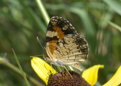 Phyciodes phaon P1210119a by 
xpda. Used under a CC BY-SA 4.0 license.