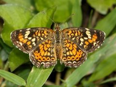 Phyciodes phaon ssp. phaon cropped by Rigoberto Ramírez Cortés. Used under a CC BY 4.0 license.
