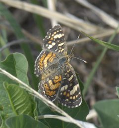 Phyciodes picta P1040994a by 
xpda. Used under a CC BY-SA 4.0 license.