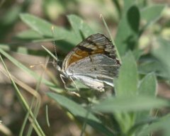 Phyciodes picta P1090996a by 
xpda. Used under a CC BY-SA 4.0 license.