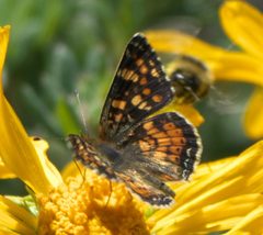 Phyciodes pulchella P1470667a by 
xpda. Used under a CC BY-SA 4.0 license.