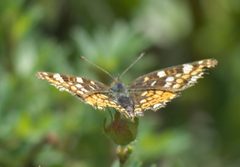 Phyciodes pulchella P1470735a by 
xpda. Used under a CC BY-SA 4.0 license.