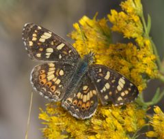 Phyciodes pulchella P1510007a by 
xpda. Used under a CC BY-SA 4.0 license.