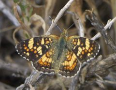 Phyciodes pulchella P1510024a by 
xpda. Used under a CC BY-SA 4.0 license.