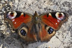 Aglais io top MichaD by Michael Apel. Used under a CC BY-SA 2.5 license.