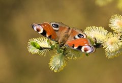 Inachis io on Salix caprea by Richard Bartz. Used under a CC BY-SA 2.5 license.