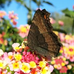 Aglais milberti by Jacy Lucier. Used under a CC BY-SA 4.0 license.