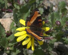 Aglais milberti P1220407a by 
xpda. Used under a CC BY-SA 4.0 license.
