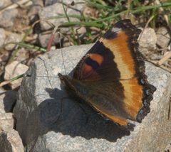Aglais milberti P1270541a by 
xpda. Used under a CC BY-SA 4.0 license.