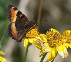 Aglais milberti P1530354a by 
xpda. Used under a CC BY-SA 4.0 license.
