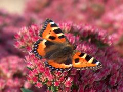 Aglais urticae by wikipedia. Used under a CC BY-SA 3.0 license.