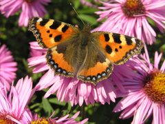 Aglais urticae brok beentree by wikipedia. Used under a CC BY-SA 3.0 license.