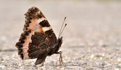 Aglais urticae qtl1 by Quartl. Used under a CC BY-SA 3.0 license.