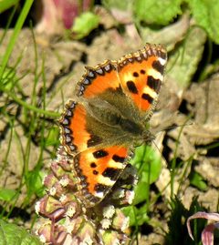 Image-Aglais urticae lt 2 by wikipedia. Used under a CC BY-SA 3.0 license.