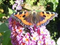 Small Tortoiseshell-Aglais urticae - geograph.org.uk - 4698995 by brian clark . Used under a CC BY-SA 2.0 license.