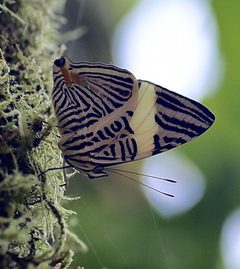 Colobura annulata photograph detail by yakovlev.alexey. Used under a CC BY-SA 4.0 license.