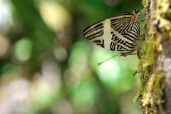 Flickr - ggallice - Perching in Yaupi by Geoff Gallice from Gainesville, FL, USA. Used under a CC BY 2.0 license.