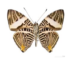 Colobura dirce dirce MHNT ventre by Didier Descouens. Used under a CC BY-SA 3.0 license.