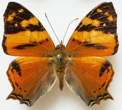 Hypanartia lethe dorsal by Lsadonkey. Used under a CC BY-SA 4.0 license.