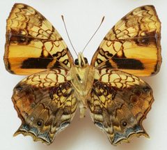 Hypanartia lethe ventral by Lsadonkey. Used under a CC BY-SA 4.0 license.