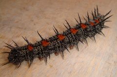 Nymphalis-antiopa-caterpillar by Wthrower at English Wikipedia. Used under a Public domain license.
