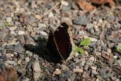 Nymphalis antiopa - Mourning Cloak 01 by Jasper Shide. Used under a CC0 license.