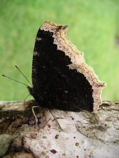Nymphalis antiopa - lt by wikipedia. Used under a CC BY-SA 3.0 license.