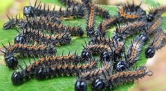 Nymphalis antiopa larvae by Jacy Lucier. Used under a CC BY-SA 4.0 license.