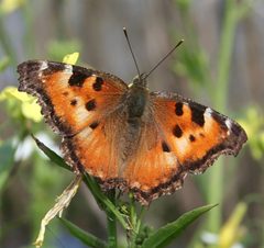 Nymphalis californica by Calibas. Used under a CC BY-SA 4.0 license.