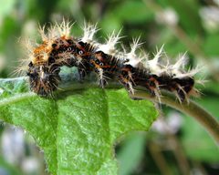 Polygonia c-album-l by Magne Flåten. Used under a CC BY-SA 4.0 license.