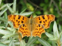 Polygonia c-album DePanne by Tim Bekaert. Used under a Public domain license.