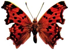 Polygonia comma illustration by Nature Study Publishing Company, Chicago. Used under a Public domain license.