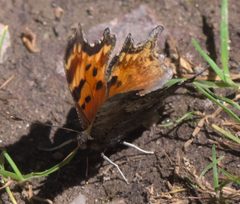 Polygonia gracilis zephyrus P1290359b by 
xpda. Used under a CC BY-SA 4.0 license.