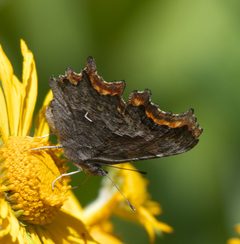 Polygonia gracilis zephyrus P1470654a by 
xpda. Used under a CC BY-SA 4.0 license.