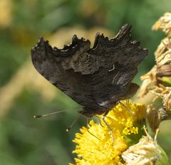 Polygonia gracilis zephyrus P1520669a by 
xpda. Used under a CC BY-SA 4.0 license.