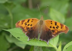 Polygonia interrogationis P1070785a by 
xpda. Used under a CC BY-SA 4.0 license.
