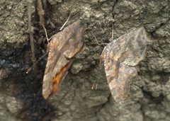 Polygonia interrogationis P1080141a by 
xpda. Used under a CC BY-SA 4.0 license.