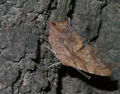 Polygonia interrogationis P1250298a by 
xpda. Used under a CC BY-SA 4.0 license.