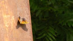Polygonia interrogationis on a bridge - 20080212 by GarrettDavis.. Used under a Public domain license.