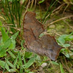Polygonia interrogationis underside by John B.. Used under a CC BY 2.0 license.